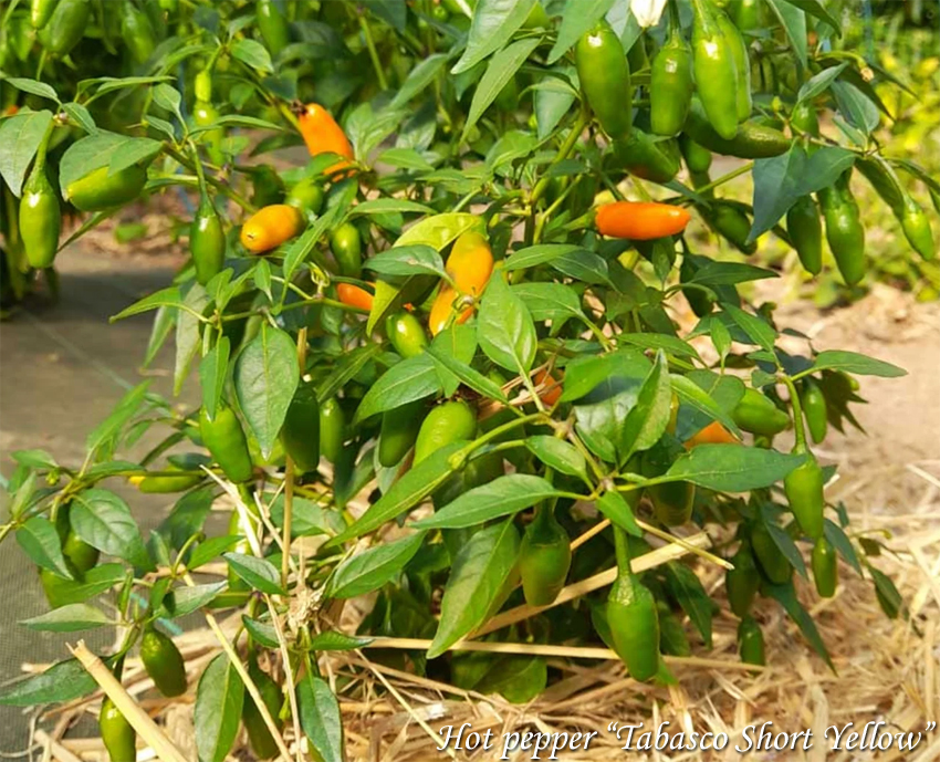 Hot pepper Tabasco Short Yellow, Острый перец Табаско жёлтый